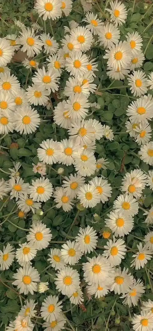 壁纸手机壁纸高清丨iphone壁纸高清丨抖音壁纸