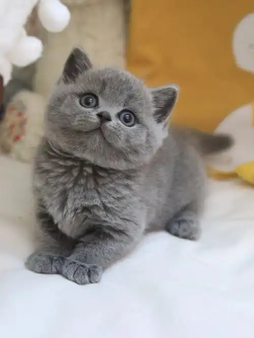 纯蓝蓝猫矮脚我可太吃这种颜值啦