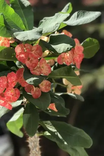 不分季节常开花, 盛开麒麟人人夸. 红瓣绿叶喜盈盈, 锦簇朵朵俏尔雅.
