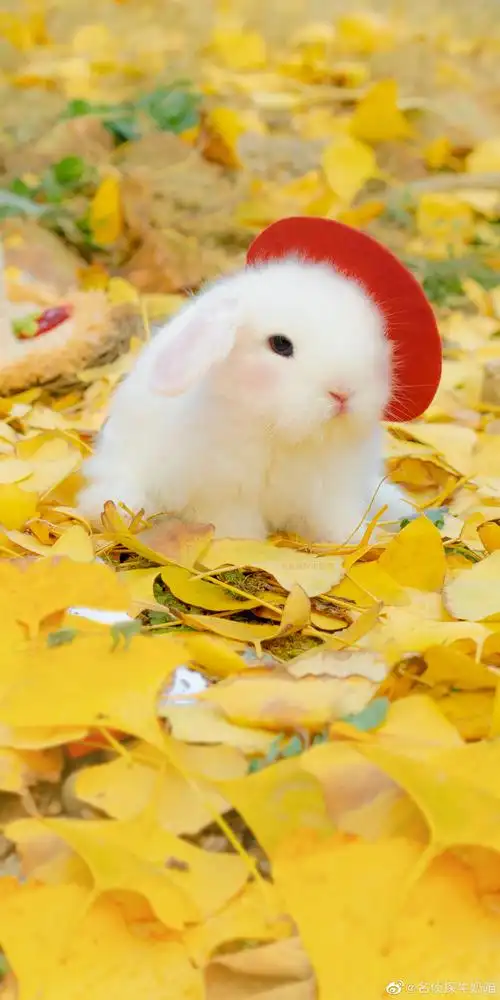 你是被月球逮捕的小兔子而我会乘宇宙飞船… - 堆糖,美图壁纸兴趣社区