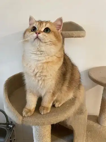 大家帮忙看看这只金渐层弟弟怎样?