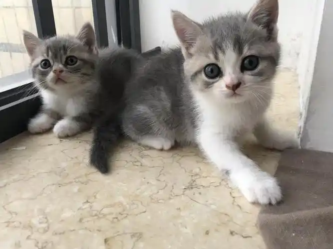 广州英短蓝猫和美短虎斑加白小猫寻领养!