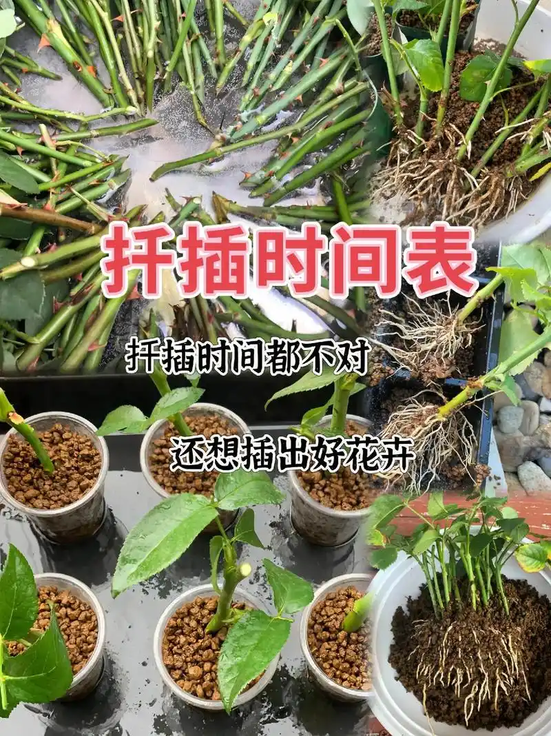 创作灵感 以下是一些常见花卉的扦插时间: - 月季