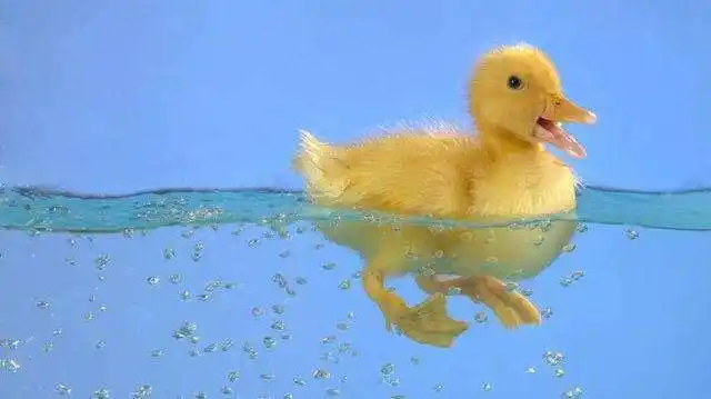 鸭子游泳表面看似优雅,脚下却慌成狗,网友:抱歉笑出声!