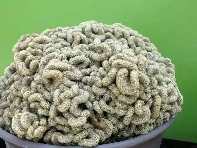 看完这最丑多肉植物排行榜十强,你还能保持淡定吗?