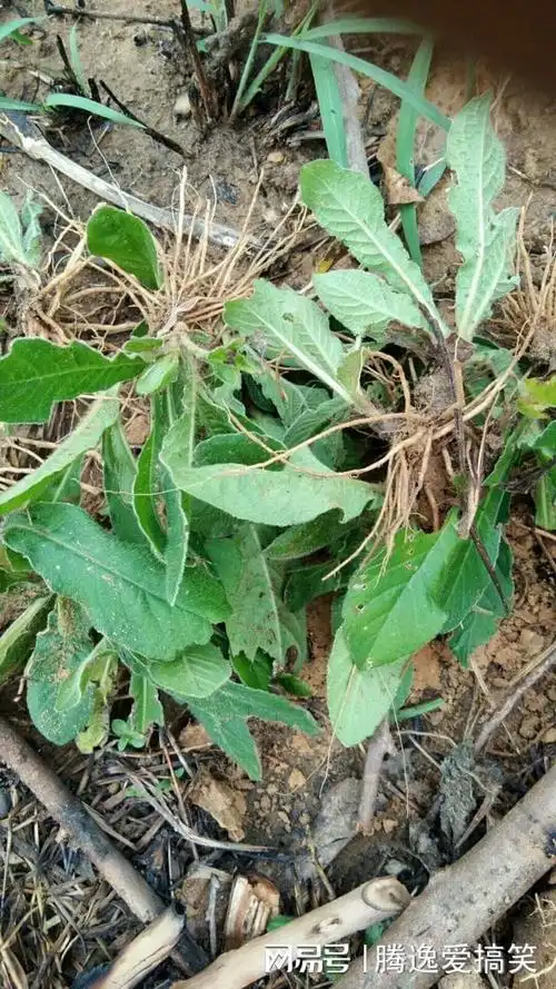 苦到号称"地胆",南方人喜用其煲汤,在热天抢手|植物|中草药_网易订阅