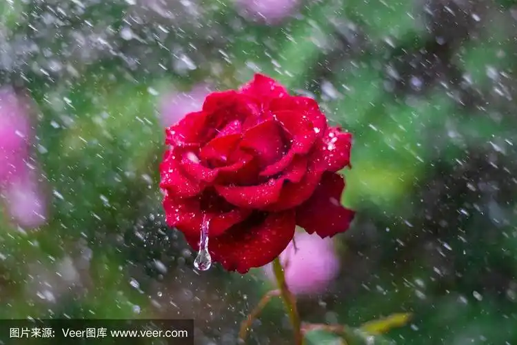 一个美丽的红玫瑰在室外花园在雨中的特写.有选择性的重点