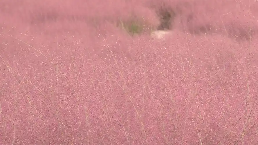 垫江:国庆长假 到恺之峰旅游区打卡粉色草海
