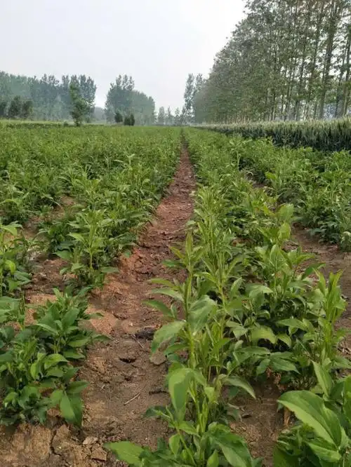白术育苗适应地区,白术苗每亩投资多少钱,送种植要点,粗径3cm