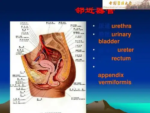 很详细 邻近器官   尿道 urethra   膀胱 urinary bladder   输尿管