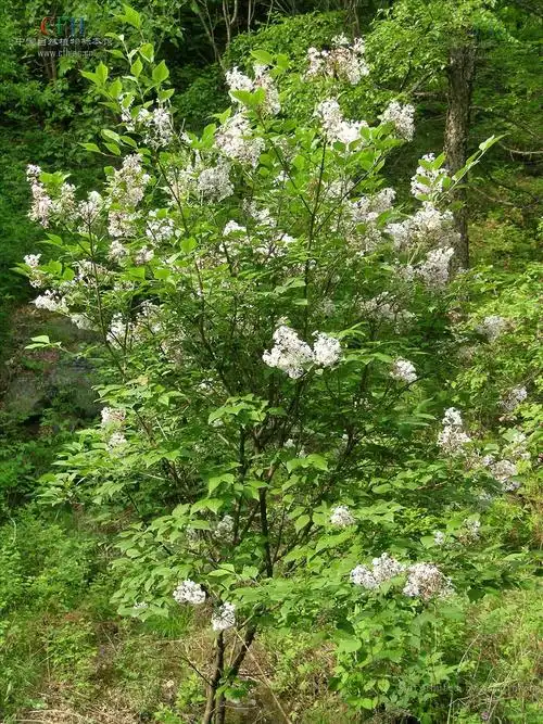 p>毛丁香( a href="#" data-lemmaid="8074290">学名 /a>: i>syringa