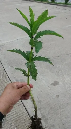 日月峡中草药:泽兰