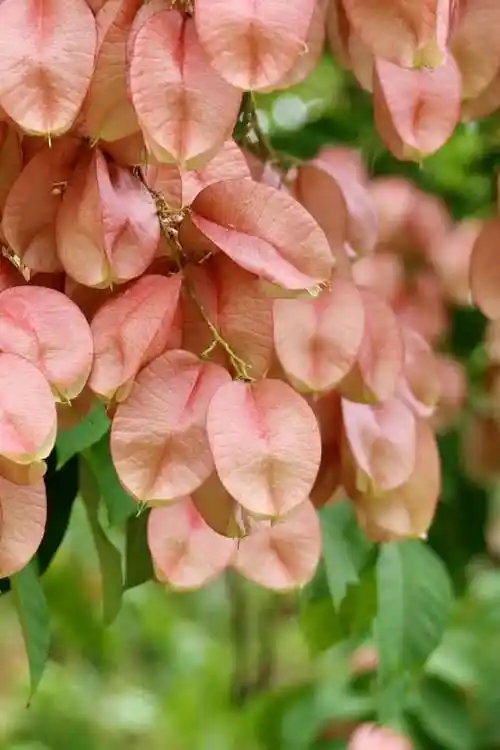 就是一颗颗如小灯笼般粉红的蒴果(栾树的果实)登场了.