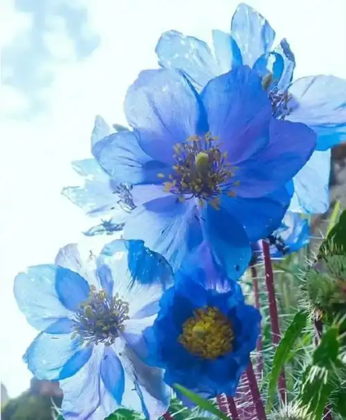 梦幻之蓝丨绿绒蒿