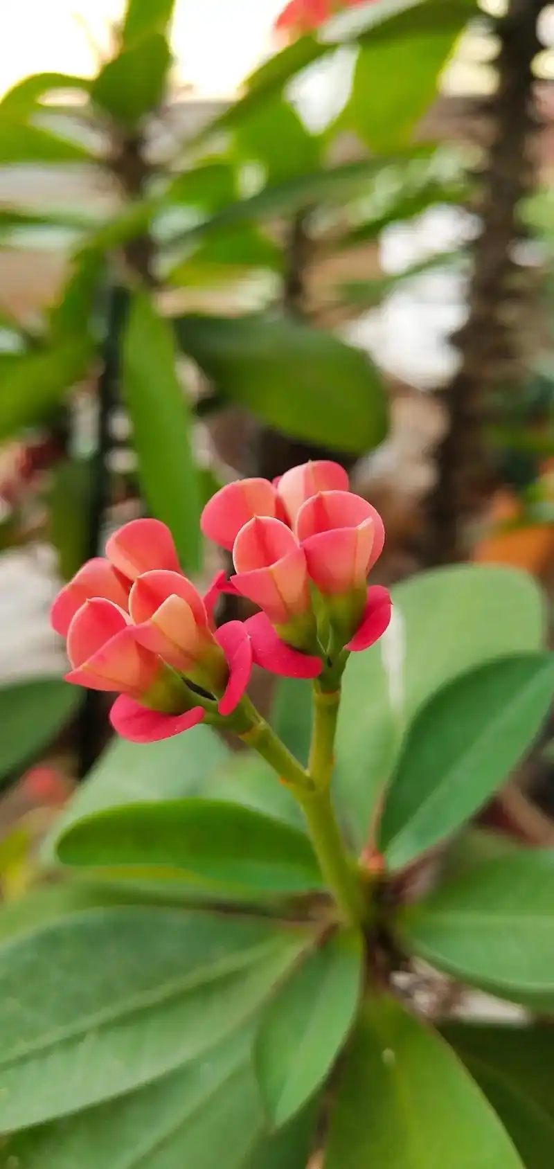 刺梅花又被称作花中麒麟它代表着安定祥和温暖富贵娇艳的大红色给人一