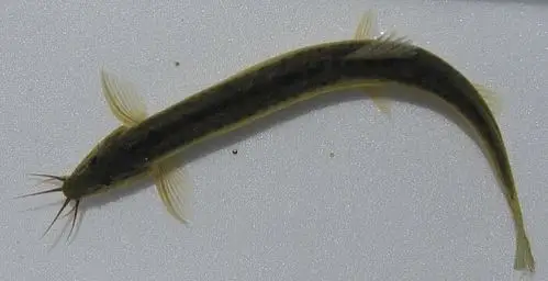 养殖种类:小龙虾,螃蟹,泥鳅,田螺,甲鱼,鸡,鸭,鹅,野兔,山鸡,孔雀等