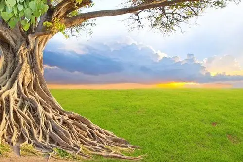 密密麻麻的树根图片