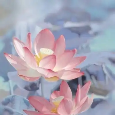 超火的荷花头像图片