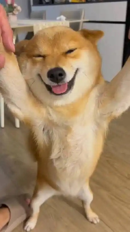 柴犬