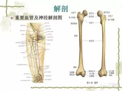 临床实用课件:股骨干骨折的分型及手术治疗