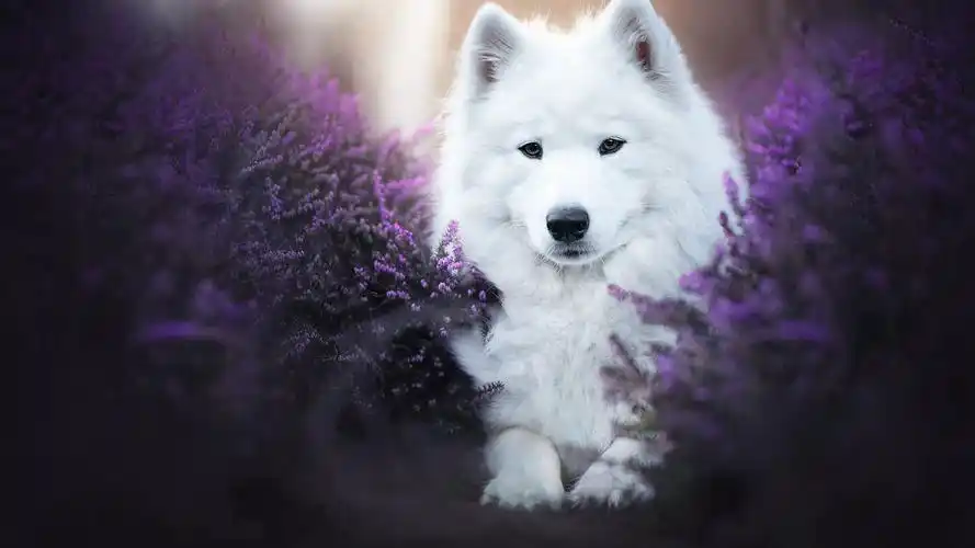 乖巧呆萌的萨摩耶桌面壁纸