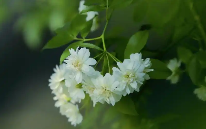 小清新养眼木香花壁纸图片