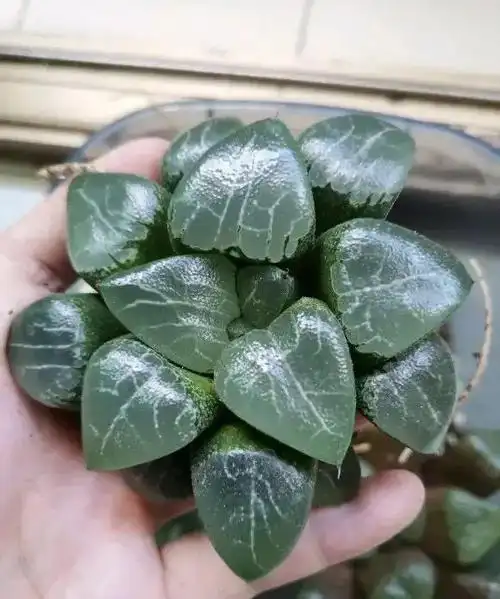 玉露好看,不好养,对新手花友很不友好,能不能就不买!