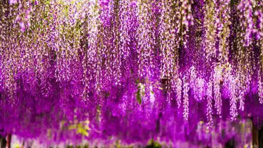 君子兰过夏不省心做好这几点不烂根叶子油亮