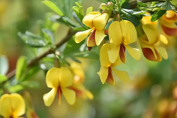 北京动物园的锦鸡儿2