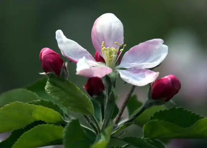 苹果树开花淡雅美(李世居摄影)
