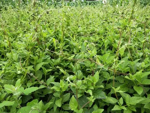 野党参,又称土党参,是一种常见的中药材.野党参具