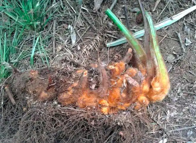 农村常见的黄狗头止血效果好现在成了国家保护植物