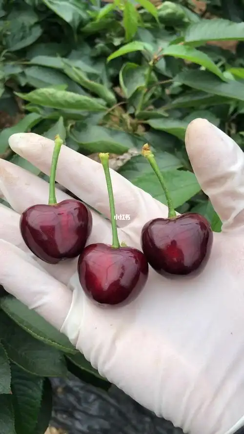 颗颗精选大连梅枣大樱桃