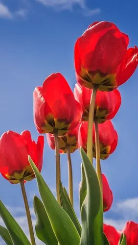红色郁金香,蓝天 5k
