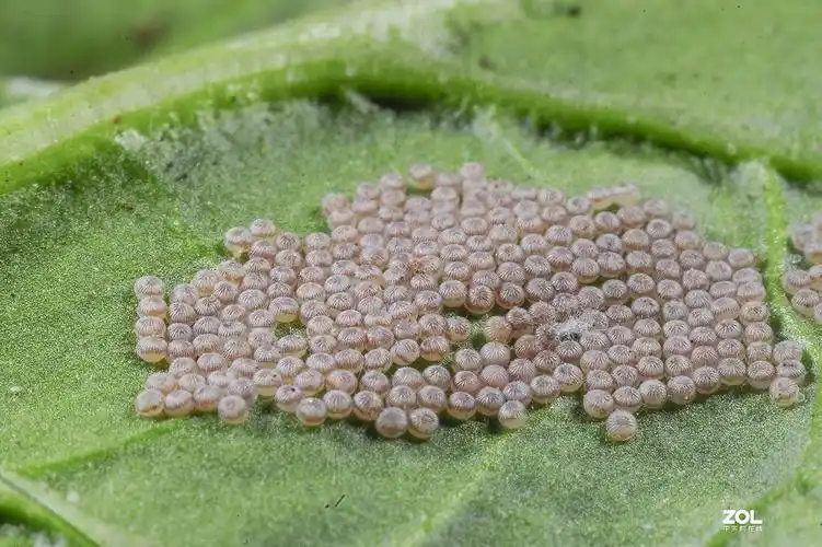 超 微距 虫卵