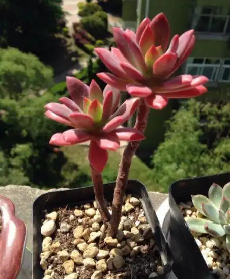 多肉红稚莲你喜欢它们吗