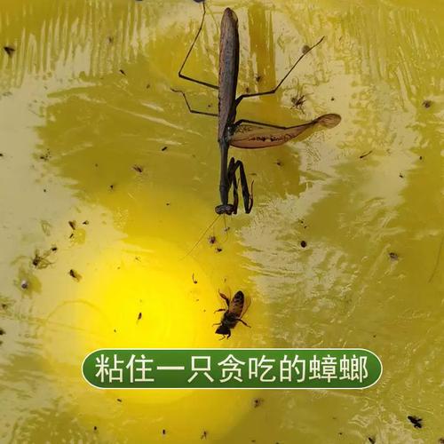 粘捕式趋光小飞虫灭杀跳蚤灭蚊灯苍蝇捕捉器飞蛾贴黑飞咬室内