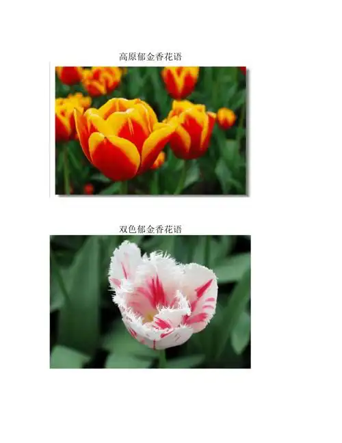 不同颜色郁金香的花语