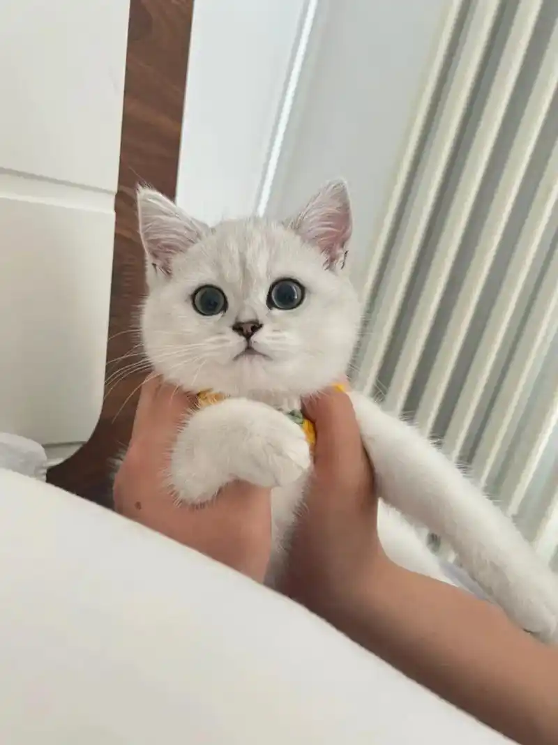 长大啦#银渐层 #可爱到爆炸99 #英短 #记录猫咪日常 - 抖音
