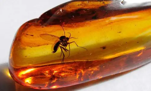 在一颗4100万年前的琥珀中发现了两只正在交尾的苍蝇