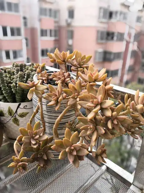 悬崖老桩的铭月,爆了好多头,出状态橘色