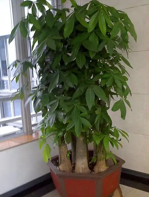 6种招财树寓意真的好只要不缺水养好很容易