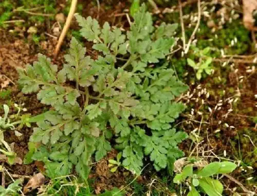 此草叫"蛇不见",是1草药,乡下常有可惜人们却不常用,很可惜
