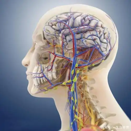 大脑血液循环