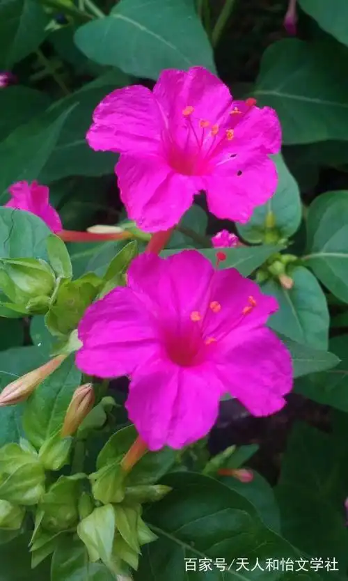 诗歌《 夜饭花》