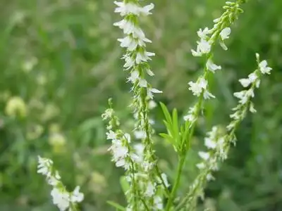 白花草的功效与作用(中药白花草的功效与作用)_娱途百科_娱途网