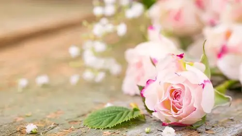 首页 鲜花 玫瑰 粉红色的花朵,玫瑰花瓣,模糊的背景 壁纸 / 3840x2160