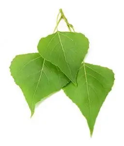 杨树叶绿色的杨树叶子照片