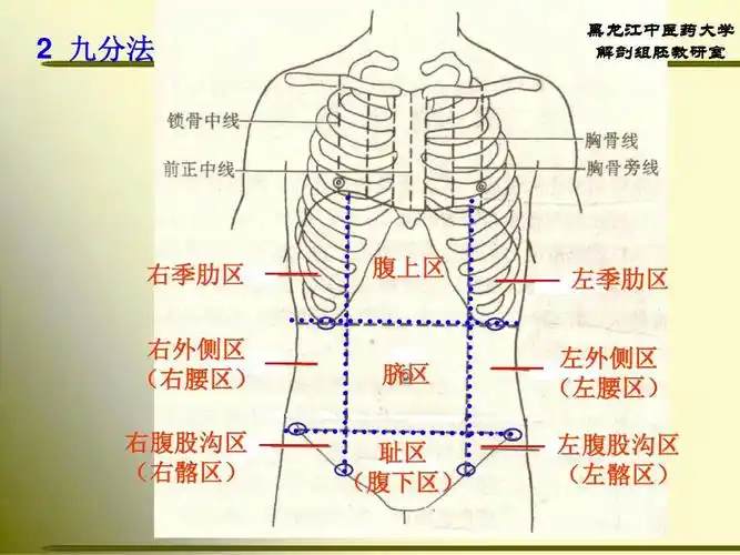 正常人体解剖学_消化系统ppt