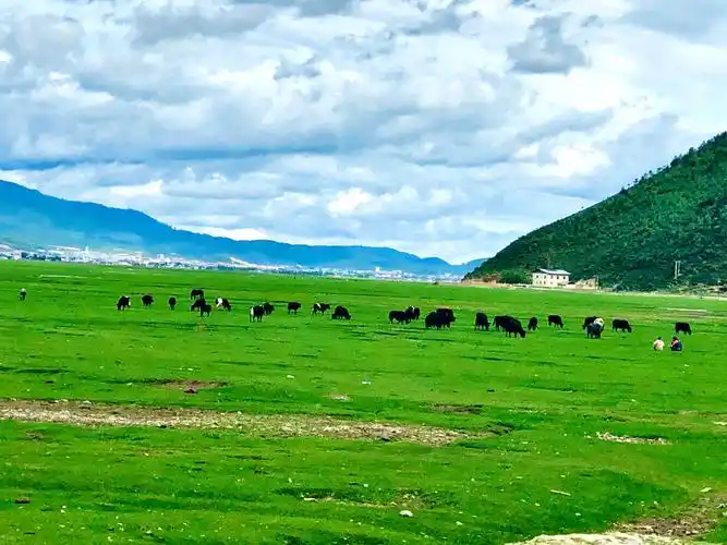 香格里拉一一纳帕海依拉草原